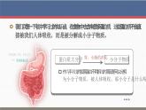 【核心素养目标】2.4《蛋白质是生命活动的主要承担者》课件+课堂检测