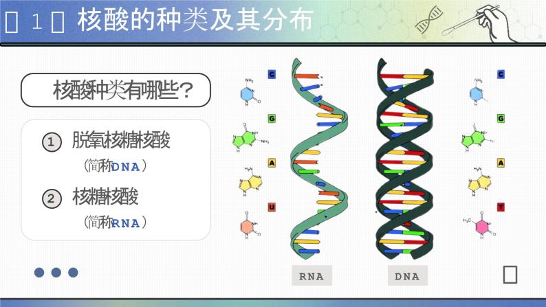 【核心素养目标】2.5《核酸是遗传信息的携带者》课件+课堂检测04
