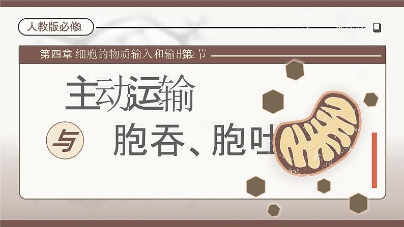 【核心素养目标】4.2《主动运输与胞吞、胞吐》课件+课堂检测01