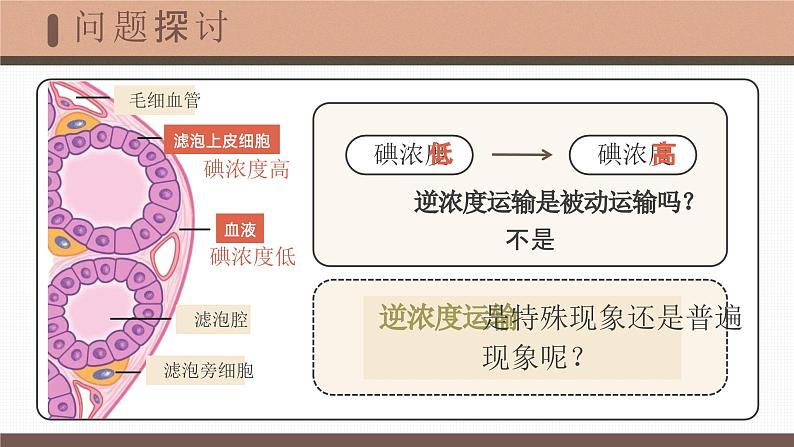 【核心素养目标】4.2《主动运输与胞吞、胞吐》课件+课堂检测05