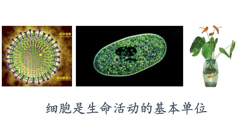 1.1细胞是生命活动的基本单位课件PPT01