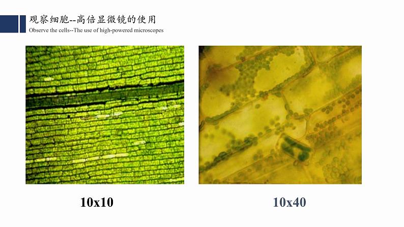 1.2细胞的多样性和统一性课件PPT02