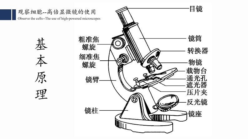 1.2细胞的多样性和统一性课件PPT03