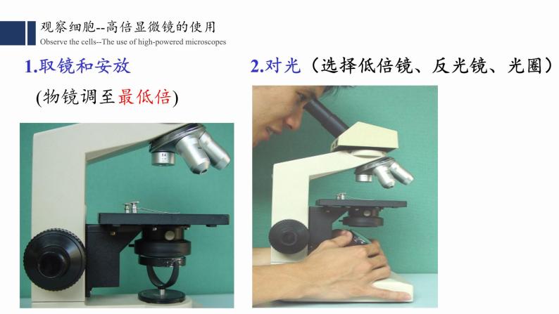 1.2细胞的多样性和统一性课件PPT04