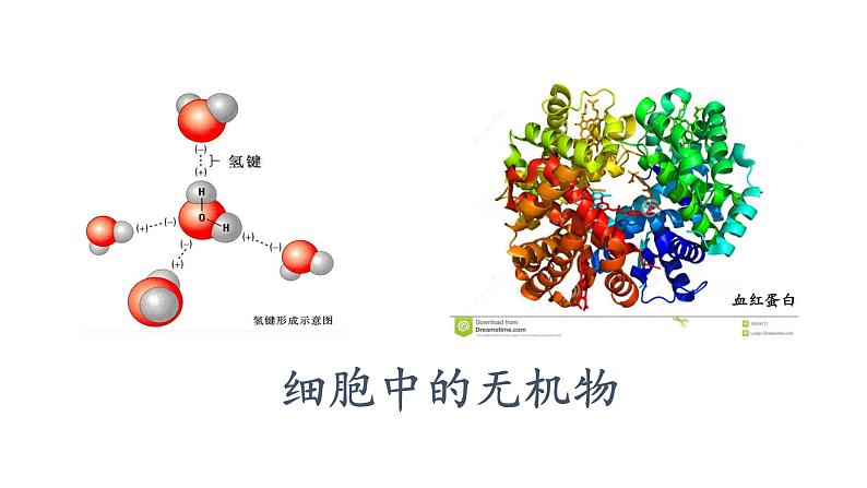 2.2细胞中的无机物课件PPT01