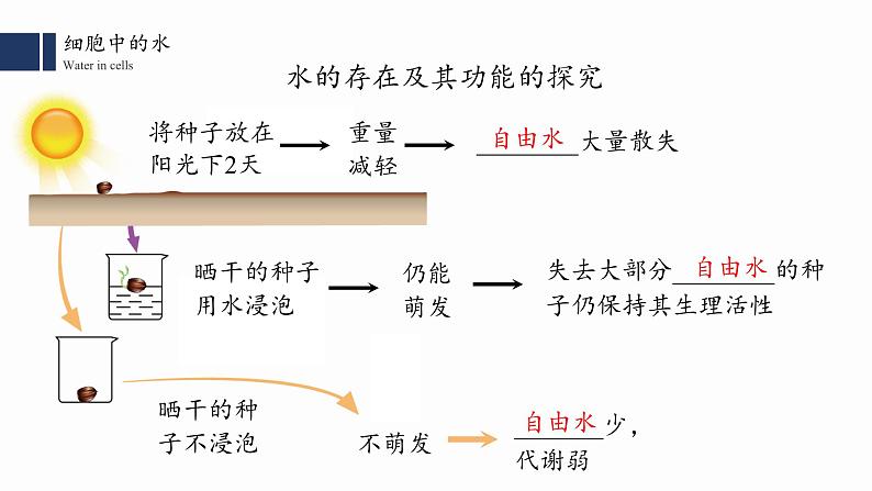 2.2细胞中的无机物课件PPT05