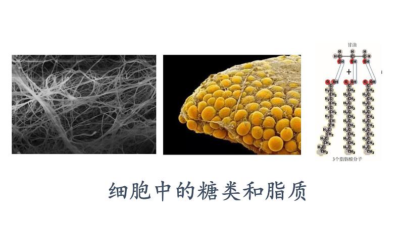 2.3细胞中的糖类和脂质课件PPT01