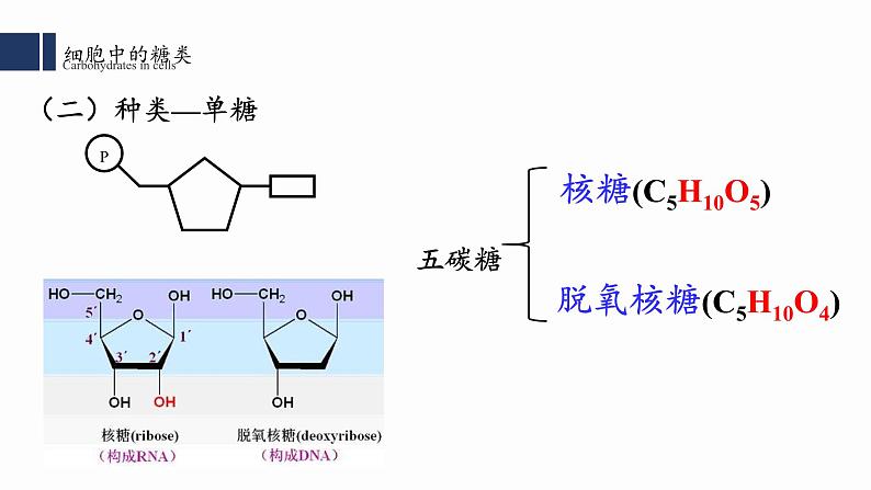 2.3细胞中的糖类和脂质课件PPT07