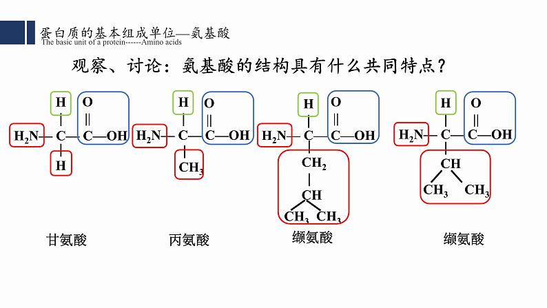 2.4蛋白质是生命活动的主要承担者课件PPT07