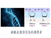 2.5核酸是遗传信息的携带者课件PPT