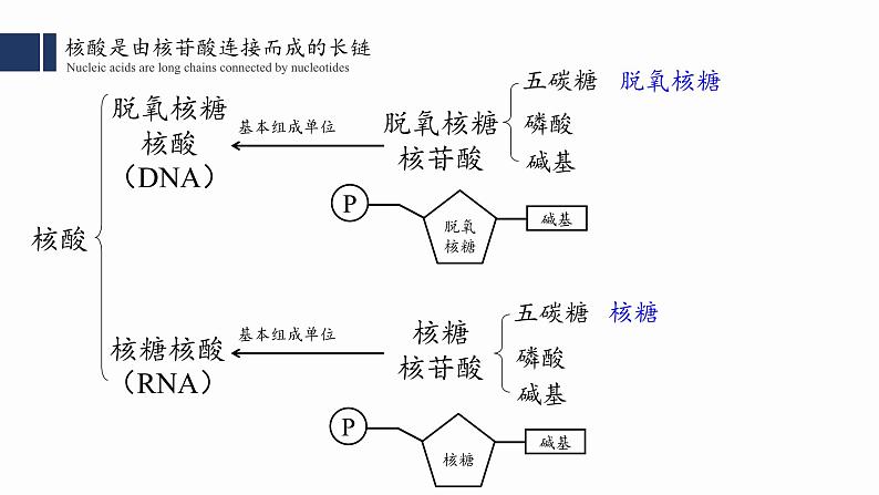 2.5核酸是遗传信息的携带者课件PPT03