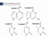 2.5核酸是遗传信息的携带者课件PPT