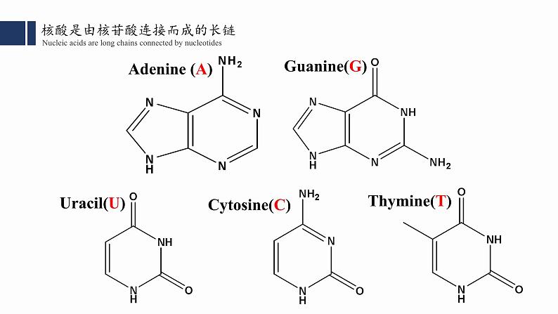 2.5核酸是遗传信息的携带者课件PPT04