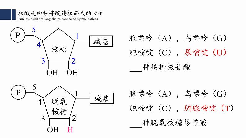 2.5核酸是遗传信息的携带者课件PPT05