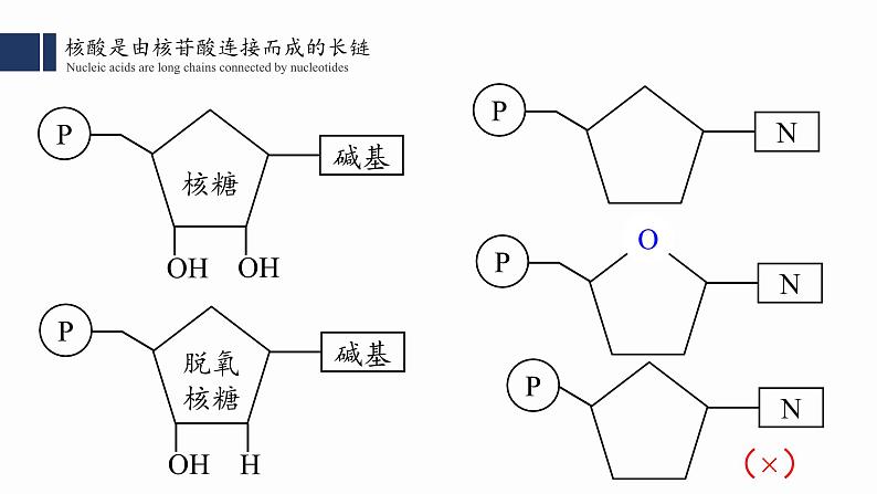 2.5核酸是遗传信息的携带者课件PPT06