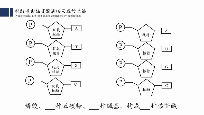 2.5核酸是遗传信息的携带者课件PPT07