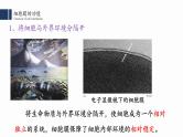 3.1细胞膜的结构与功能课件PPT
