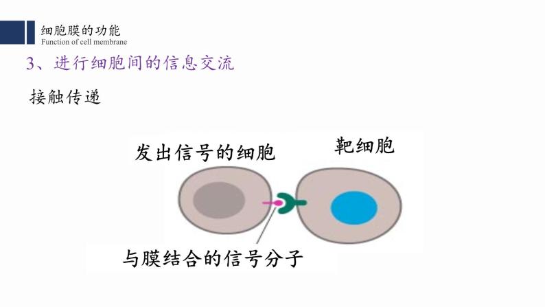 3.1细胞膜的结构与功能课件PPT07