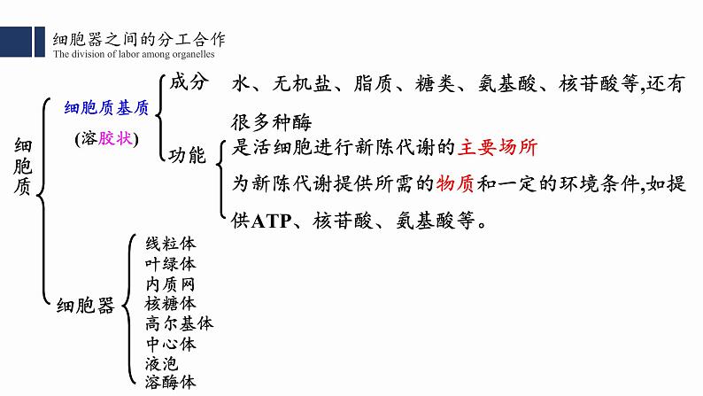 3.2细胞器之间的分工合作（1）课件PPT06