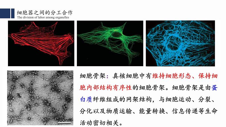 3.2细胞器之间的分工合作（1）课件PPT07
