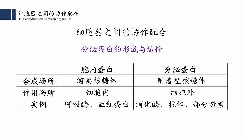 3.2细胞器之间的分工合作（2）课件PPT04