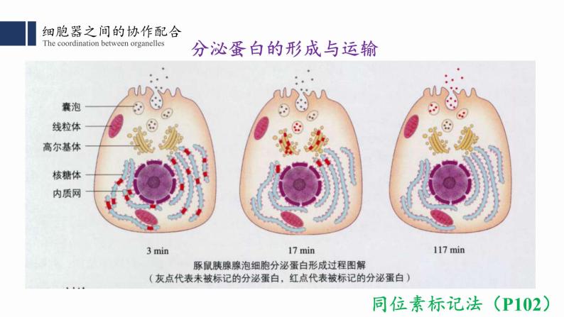 3.2细胞器之间的分工合作（2）课件PPT05