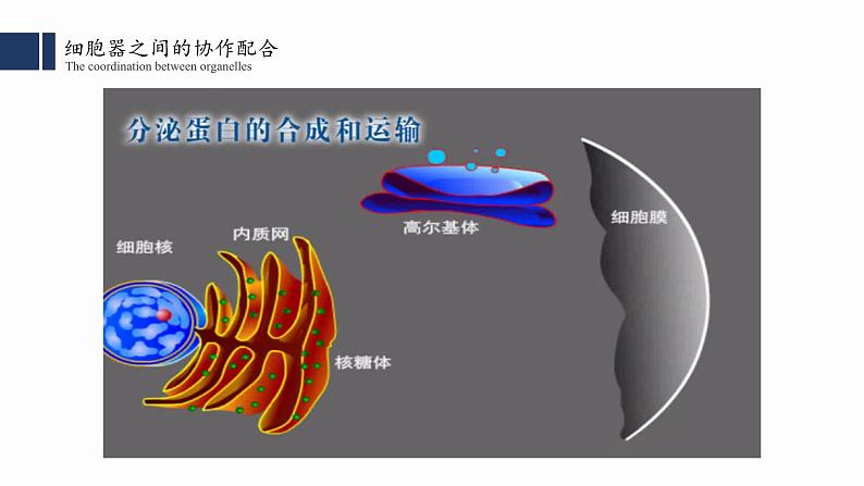 3.2细胞器之间的分工合作（2）课件PPT06