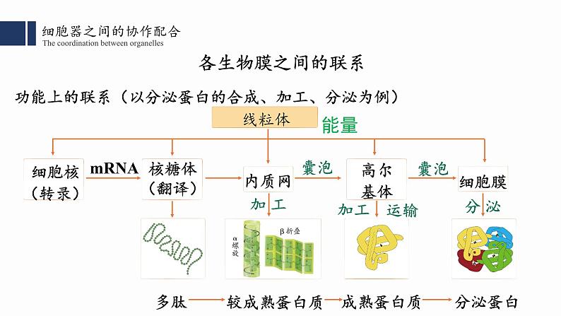 3.2细胞器之间的分工合作（2）课件PPT07