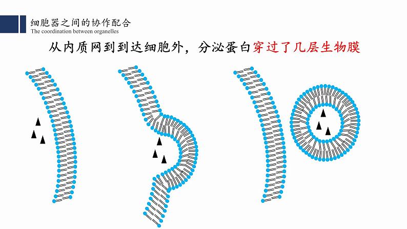 3.2细胞器之间的分工合作（2）课件PPT08