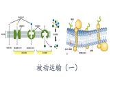 4.1被动运输（1）课件PPT