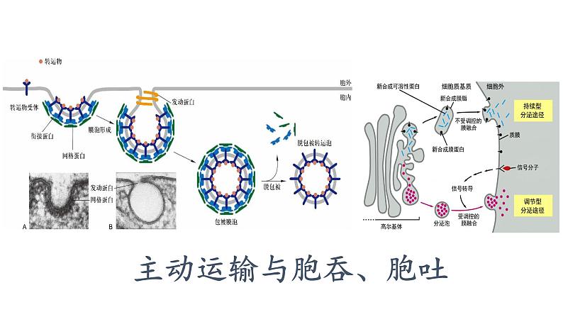 4.2主动运输与胞吞、胞吐课件PPT第1页