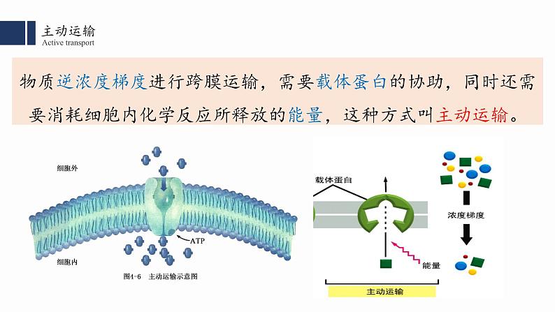 4.2主动运输与胞吞、胞吐课件PPT第5页