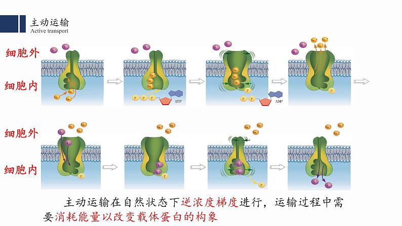 4.2主动运输与胞吞、胞吐课件PPT第6页