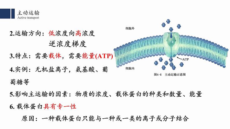 4.2主动运输与胞吞、胞吐课件PPT第7页