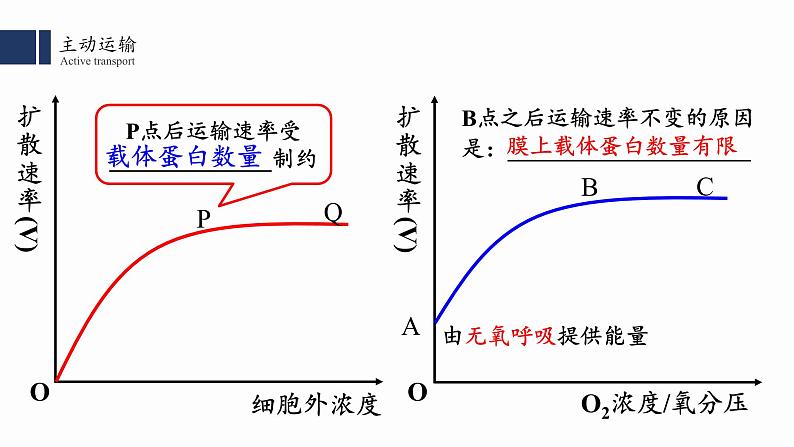 4.2主动运输与胞吞、胞吐课件PPT第8页