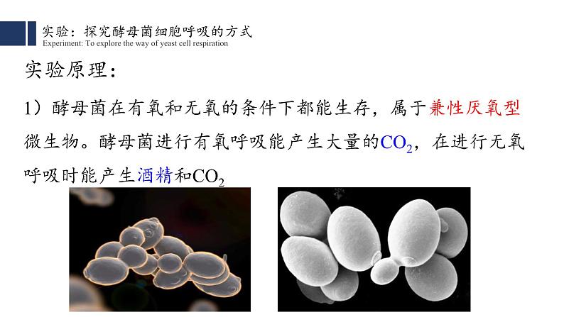 5.3细胞呼吸的原理和应用（1）课件PPT第4页