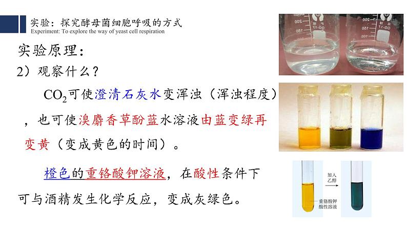 5.3细胞呼吸的原理和应用（1）课件PPT第5页