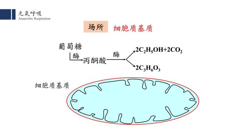 5.3细胞呼吸的原理和应用（2）课件PPT03