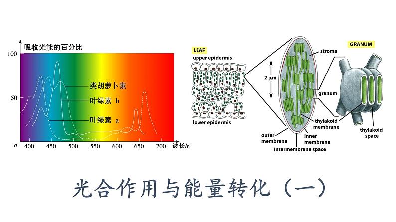 5.4光合作用与能量转化（1）课件PPT01