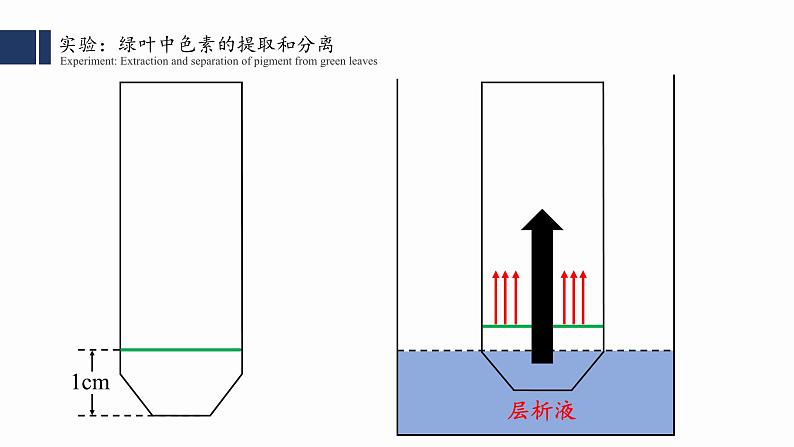 5.4光合作用与能量转化（1）课件PPT07