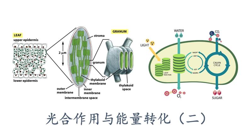 5.4光合作用与能量转化（2）课件PPT01