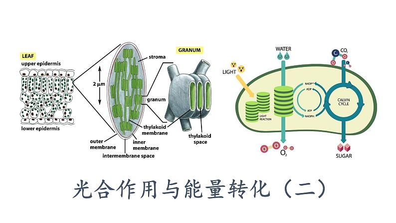 5.4光合作用与能量转化（2）课件PPT01