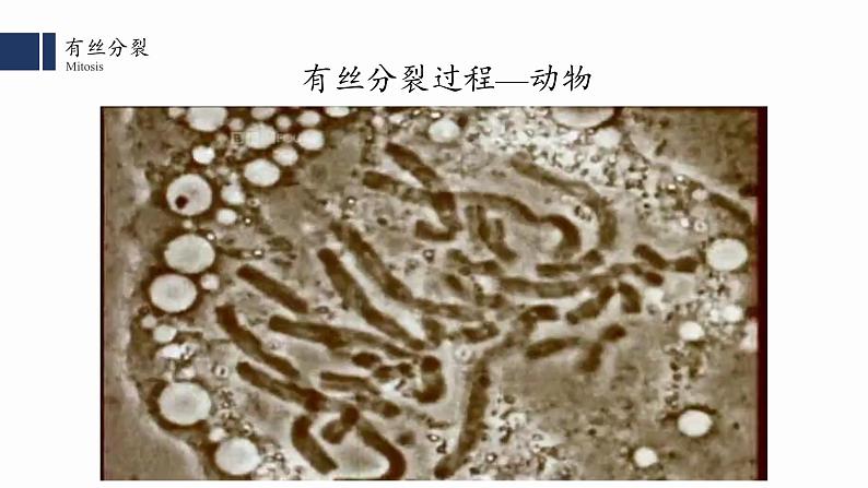 6.1细胞的增殖（2）课件PPT第3页