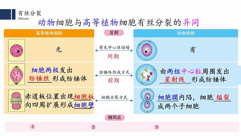 6.1细胞的增殖（2）课件PPT第4页