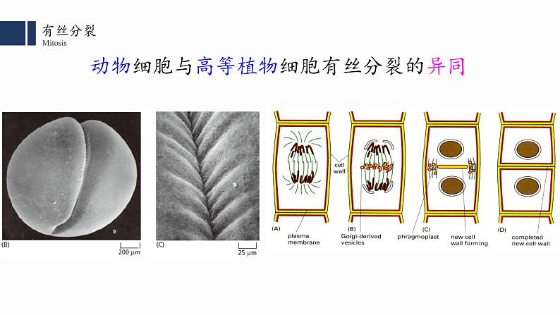 6.1细胞的增殖（2）课件PPT第5页
