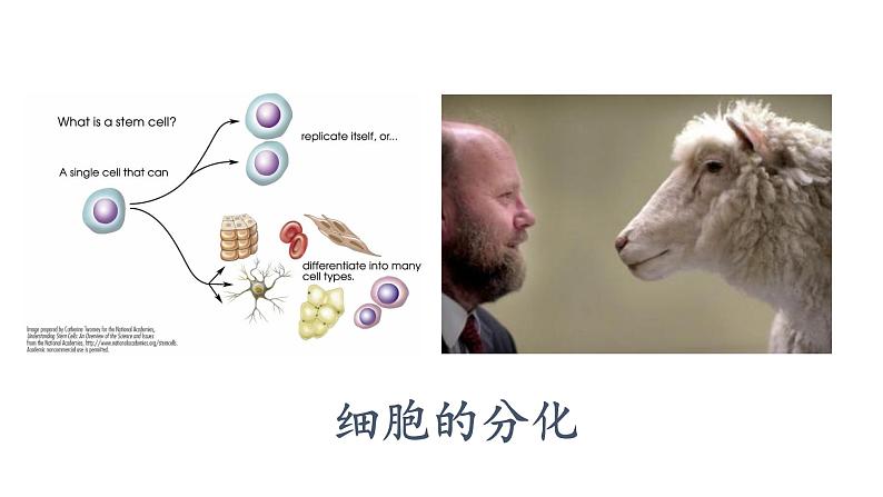 6.2细胞的分化课件PPT01