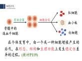 6.2细胞的分化课件PPT