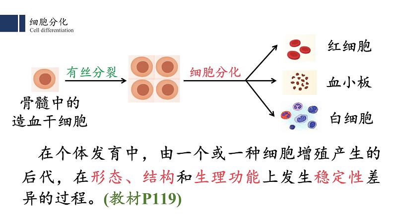 6.2细胞的分化课件PPT02