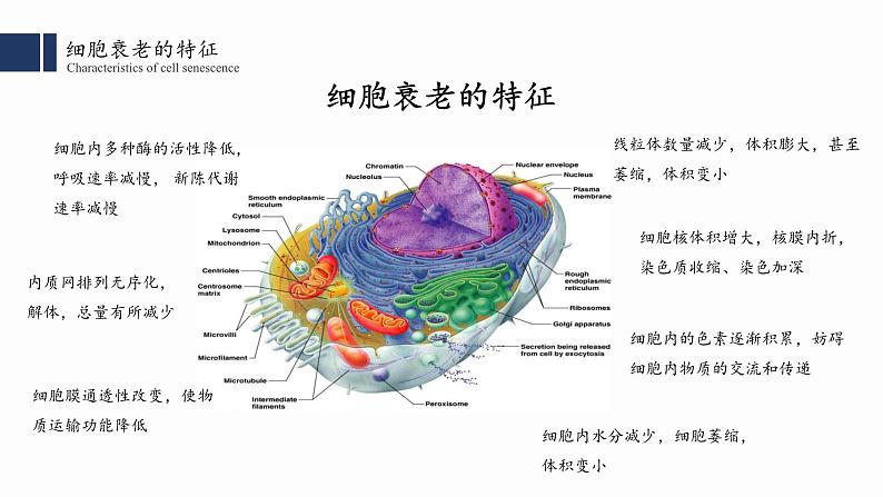 6.3细胞的衰老和死亡课件PPT第3页