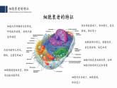 6.3细胞的衰老和死亡课件PPT